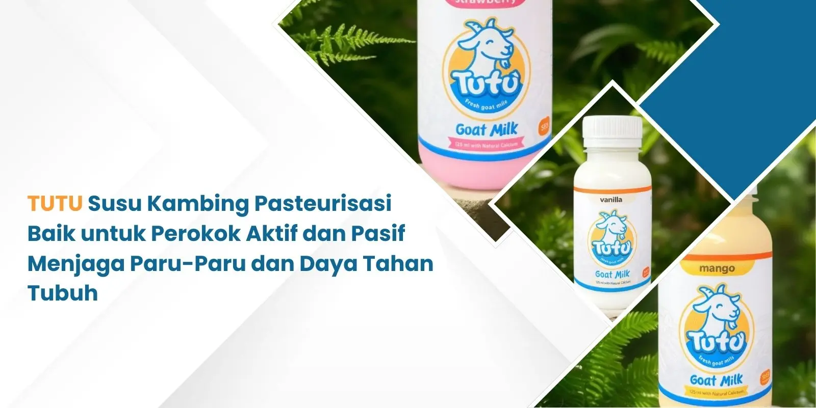 Susu Kambing untuk Perokok Aktif dan Pasif Menjaga Paru-Paru dan Daya Tahan Tubuh