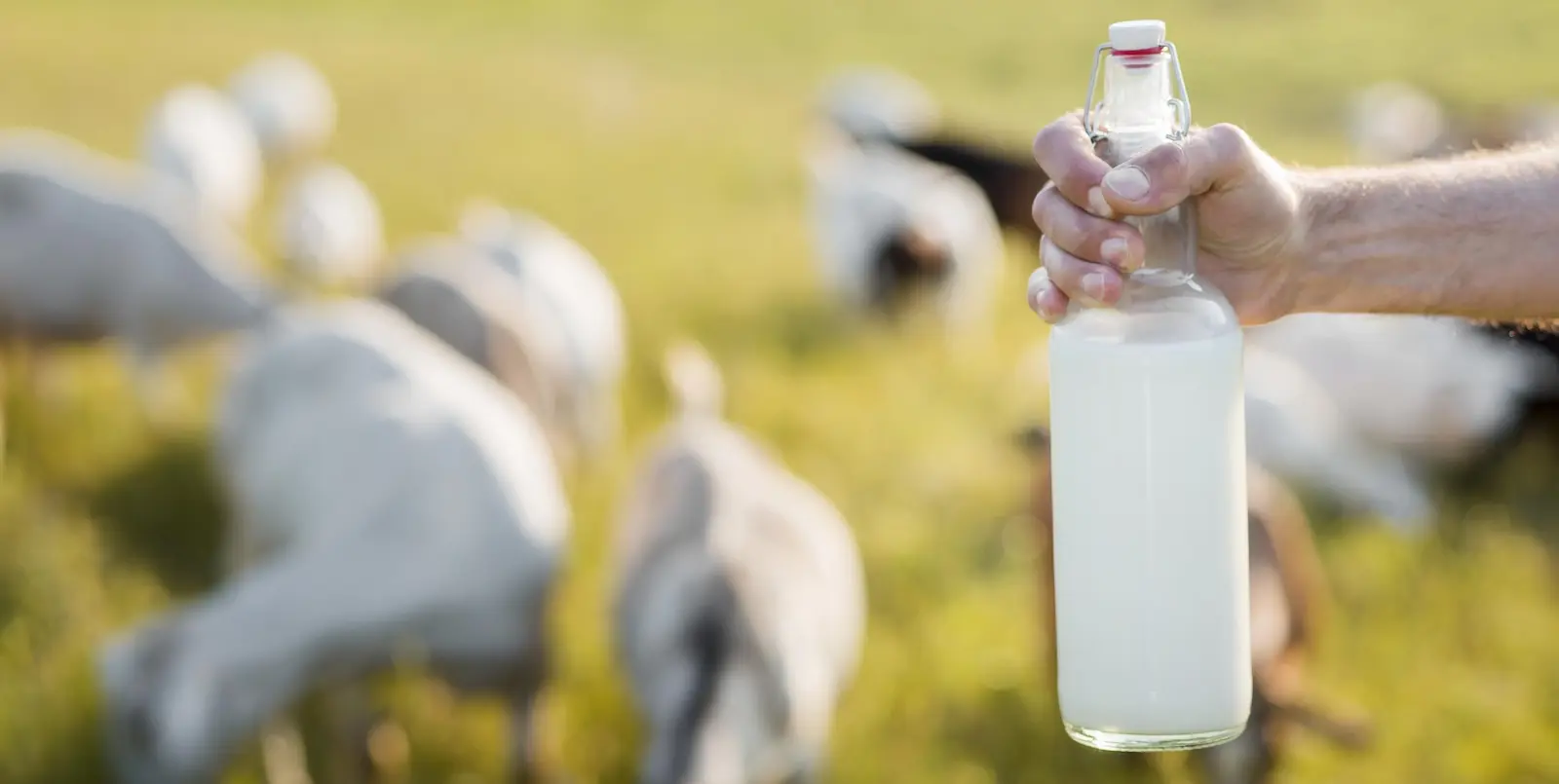 Mengapa Susu Kambing Lebih Mudah Dicerna Oleh Tubuh? 