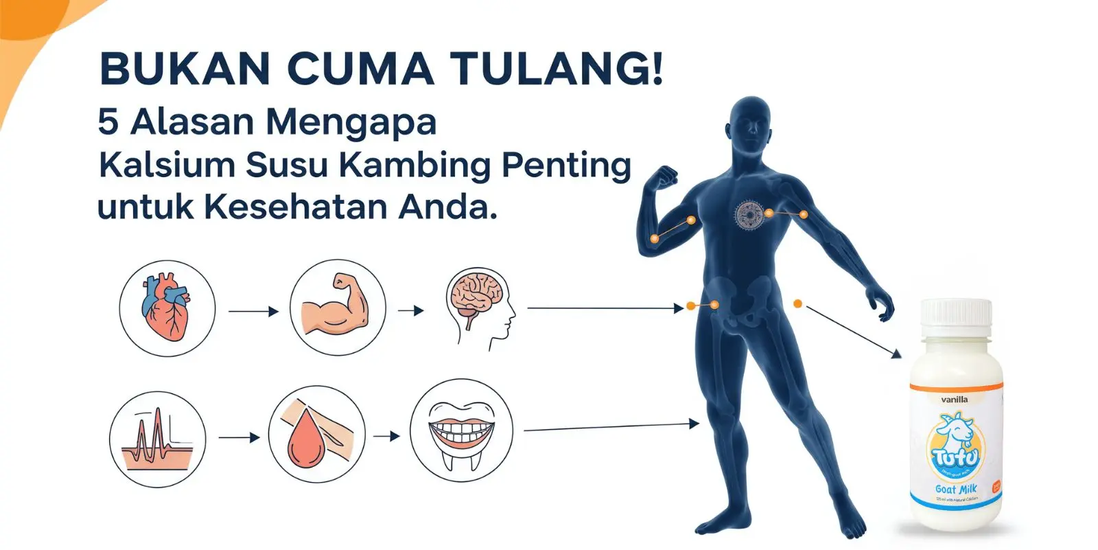 Bukan Cuma Tulang! 5 Alasan Mengapa Kalsium Susu Kambing Penting untuk Kesehatan Anda
