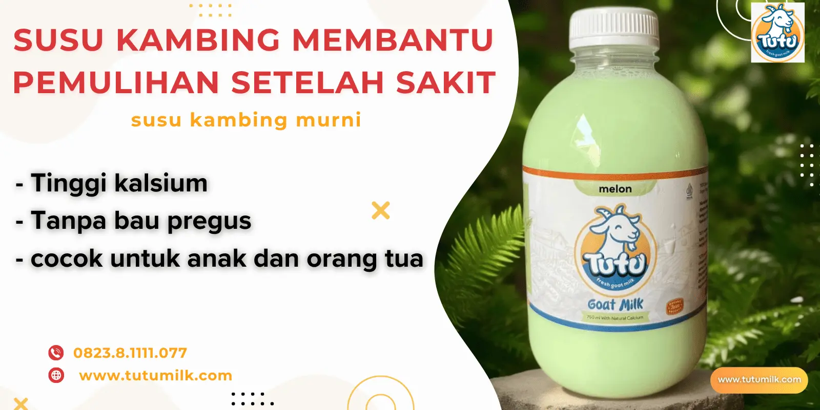 Susu kambing membant.