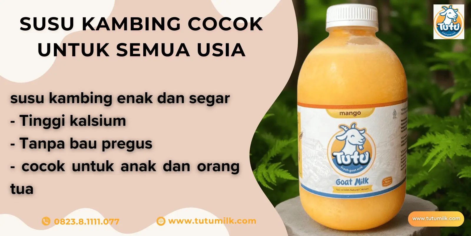 Susu kambing cocok u.