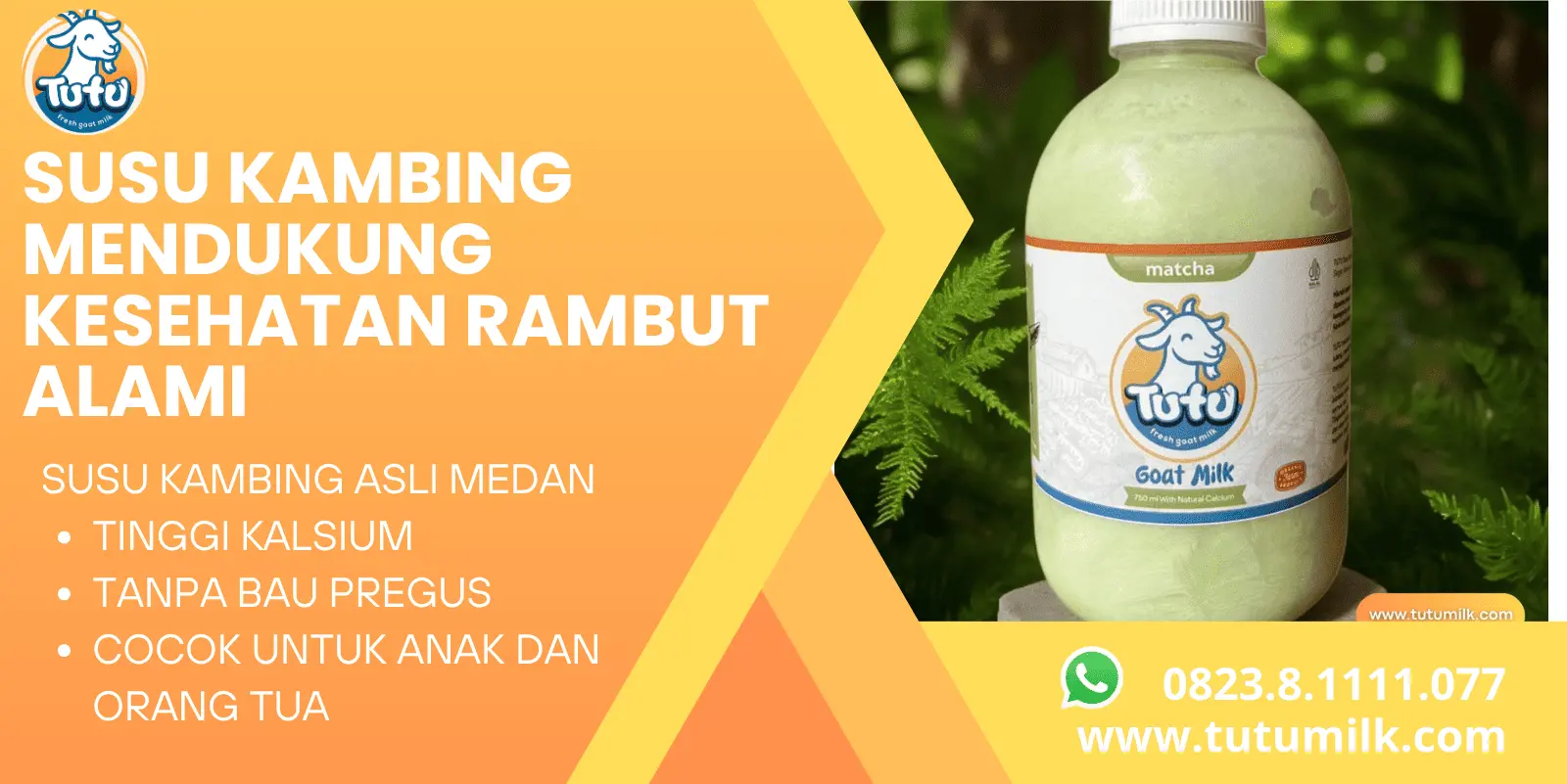 Susu kambing menduku.