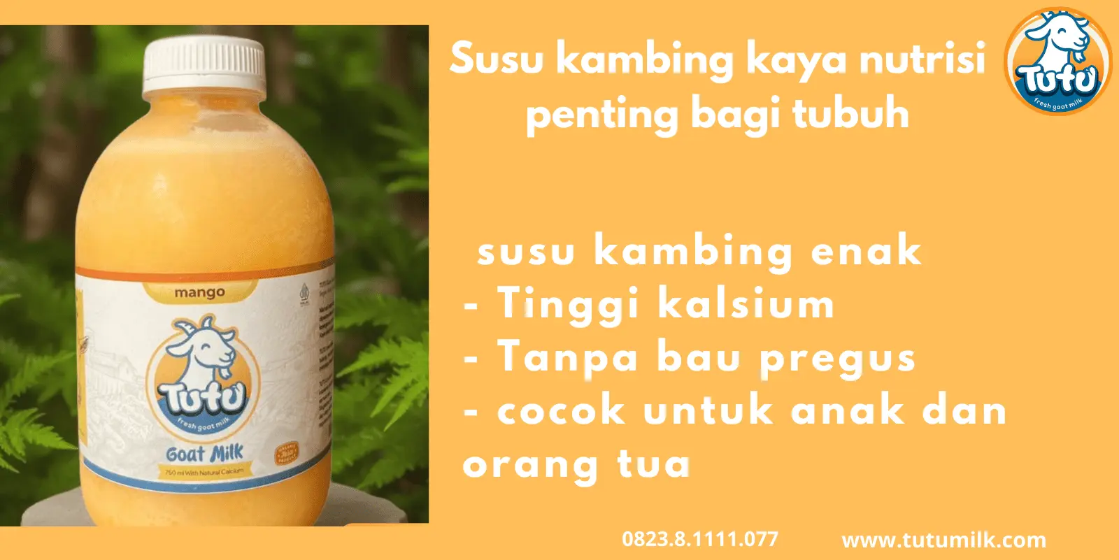 Susu kambing kaya nutrisi penting bagi tubuh
